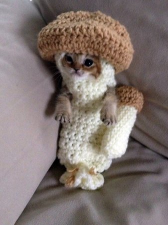 Котёнок в вязаном костюме грибочка